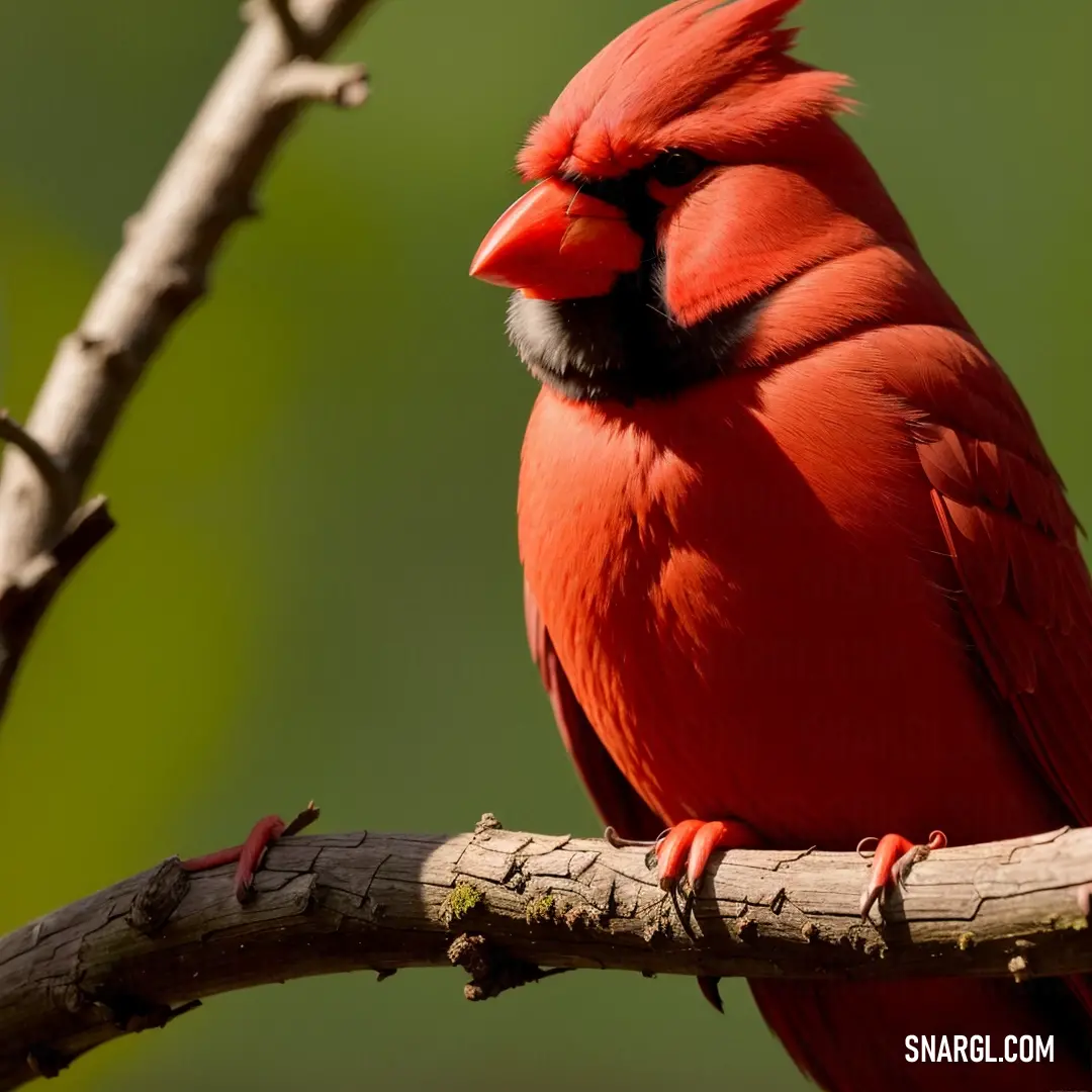 Red bird with a black face and a red beak on a branch of a tree with a green background. Color PANTONE 2035.