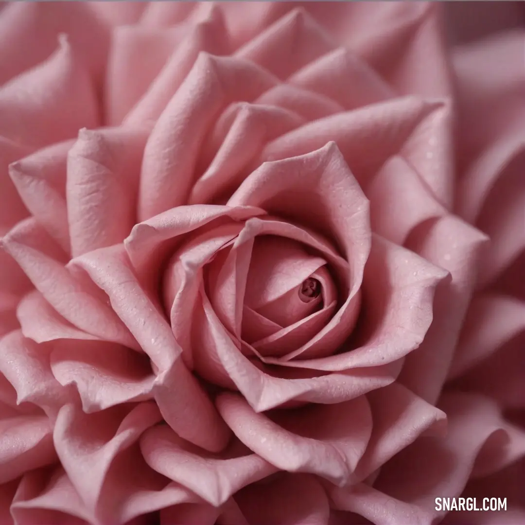 A close-up view captures the delicate beauty of a pink flower, its soft petals contrasting beautifully with a dreamy, blurred background, inviting a sense of peace and contemplation.