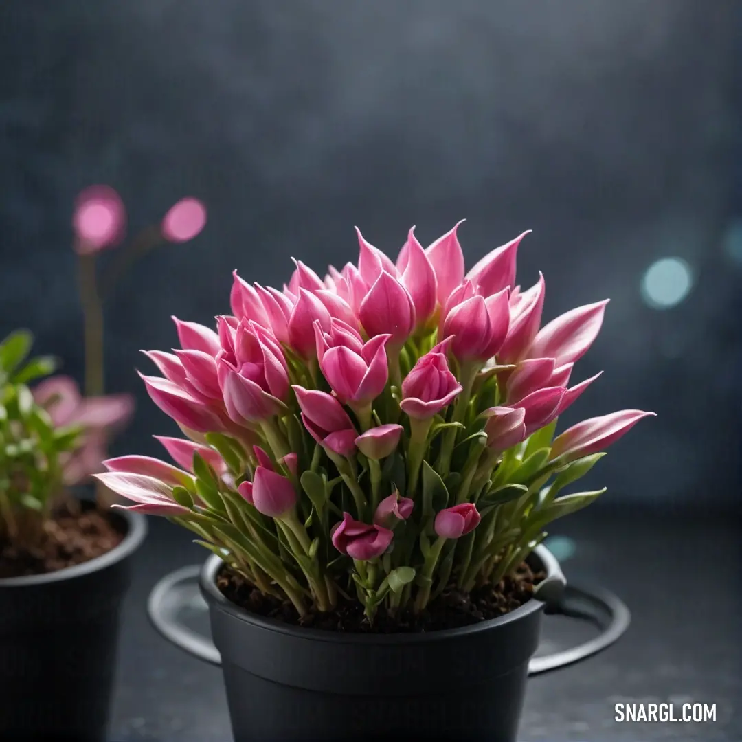 Two lush potted plants resting side by side on a table, their vibrant greenery contrasting against the modern tabletop. The striking #D82455 color adds a bold touch to the scene, enhancing the natural beauty of the plants in their cozy setting.