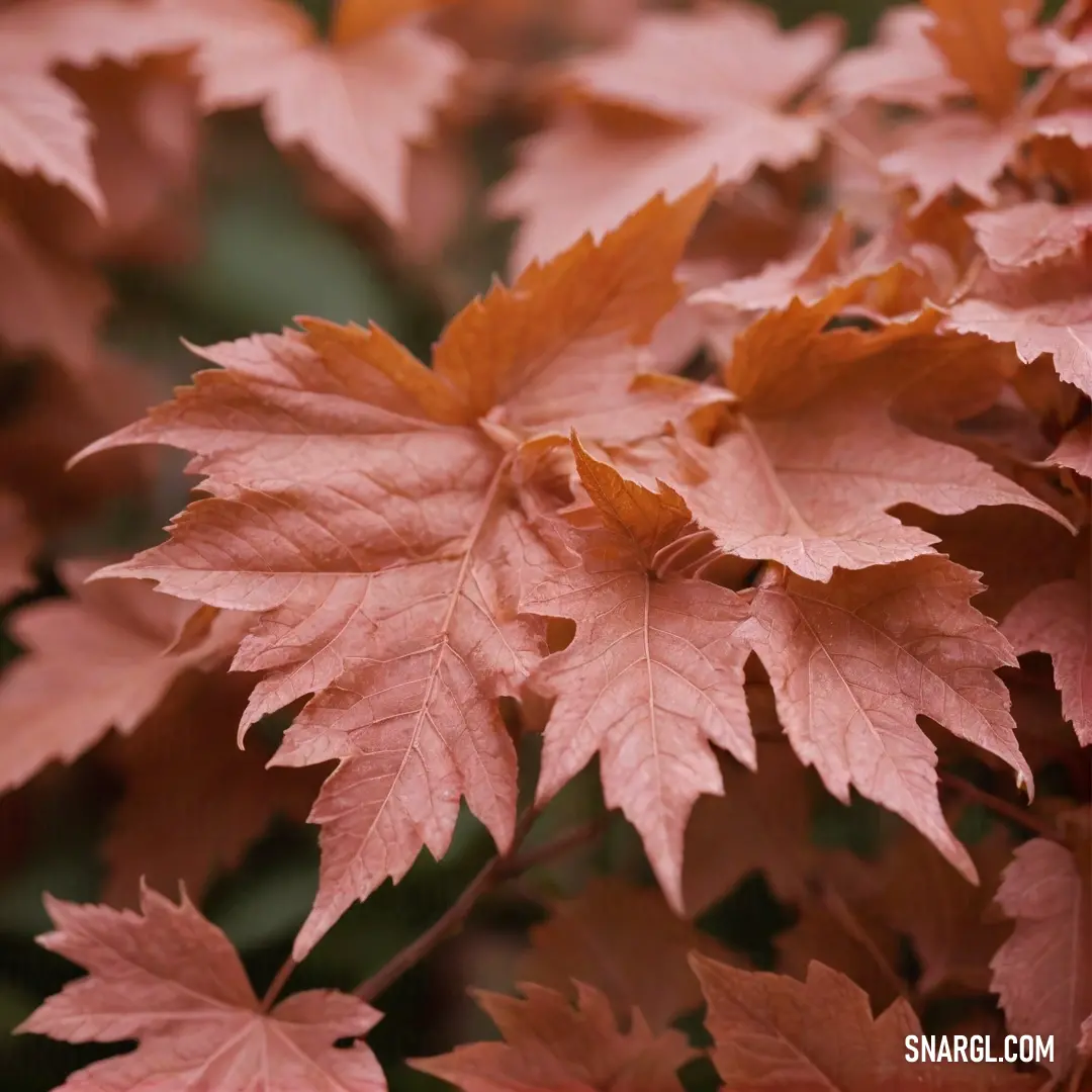 A stunning close-up of a striking pink leafed tree that stands out against a lush green background, showcasing nature's palette in a delightful dance of colors. A captivating representation of vibrant life in motion.