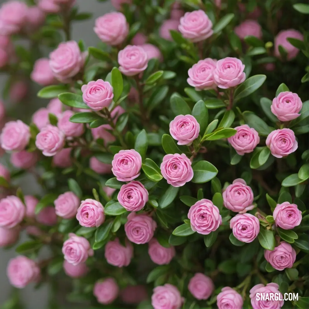 A vibrant close-up view of a lush bunch of pink flowers beautifully contrasted against the green leaves of a planter, evoking the serenity of a blossoming garden in spring. A delightful composition that radiates warmth and life.