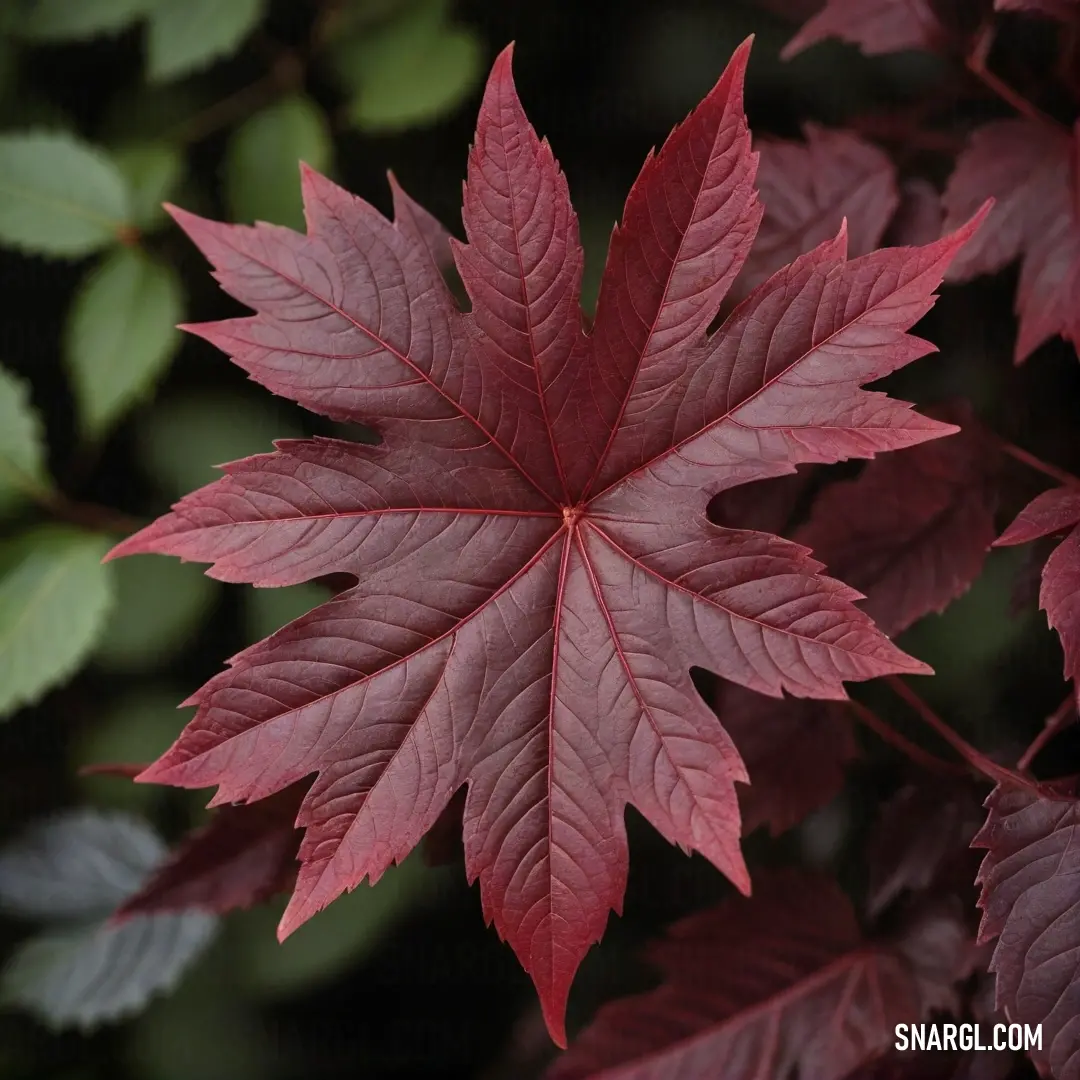 A striking red leaf captured against a lush green backdrop, embodying the unique contrast of nature. The intensity of the leaf's hue stands out brilliantly, inviting admiration for its simple yet profound beauty.