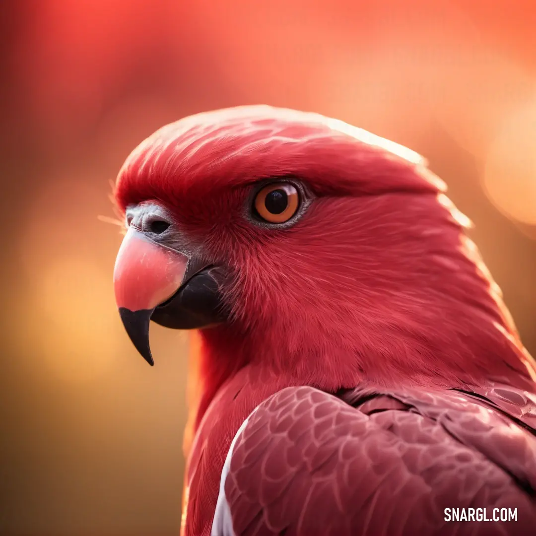Close up of a red parrot with a blurry background