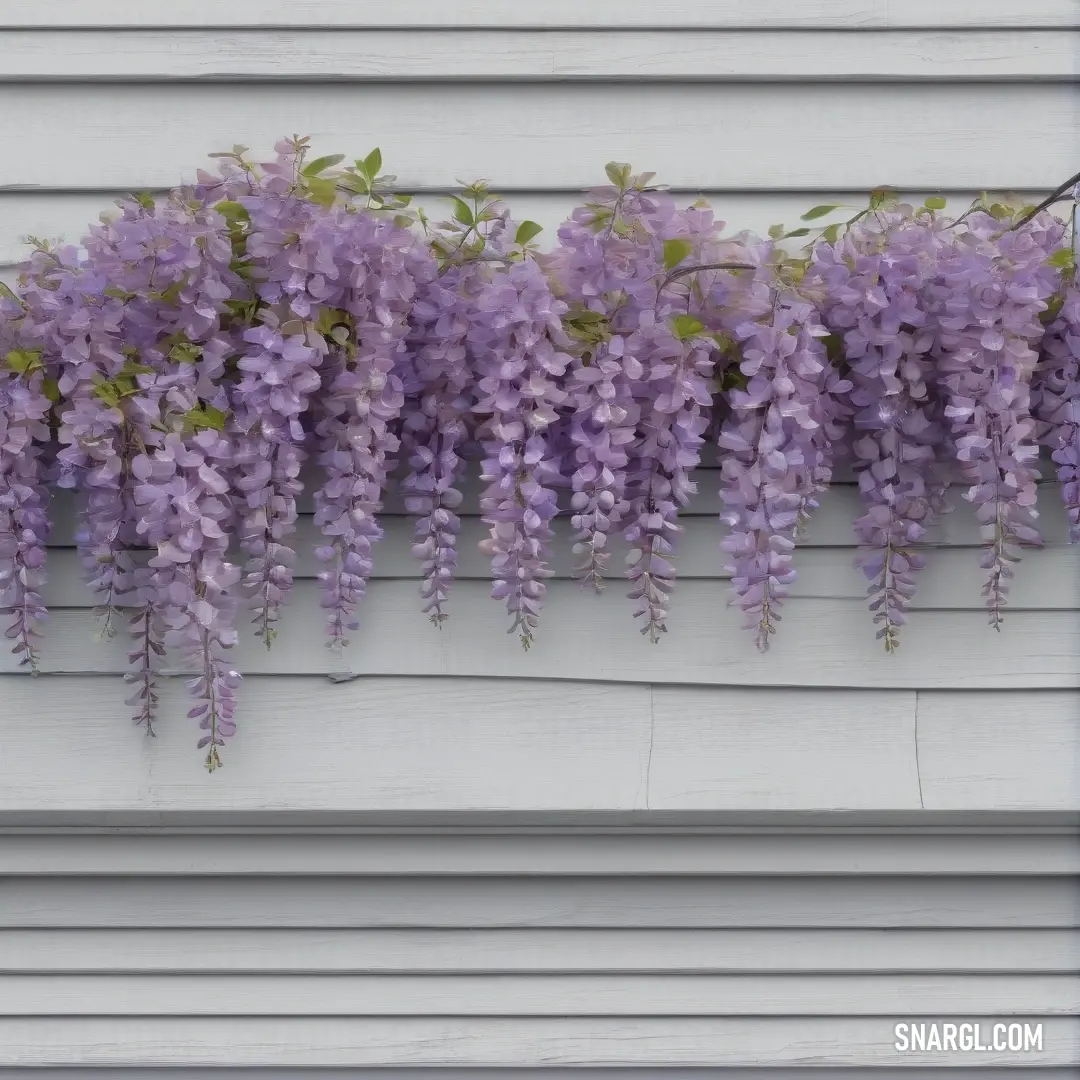 A collection of vibrant purple flowers cascading from a white wall, next to a building featuring a simple white door and window. The colors pop against the clean backdrop, offering a fresh and inviting look.