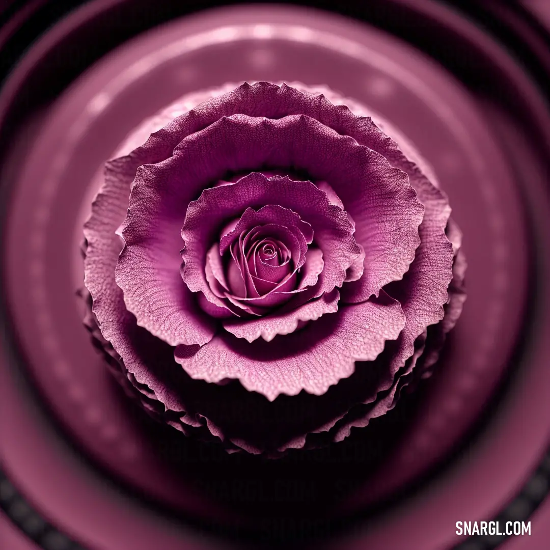 Purple flower is in a circular arrangement of circles and dots on a purple background with a black stripe