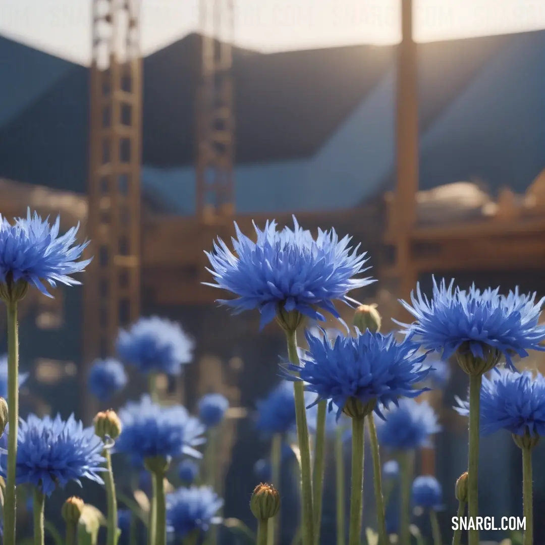 PANTONE 2130 color example: Field of blue flowers with a building in the background