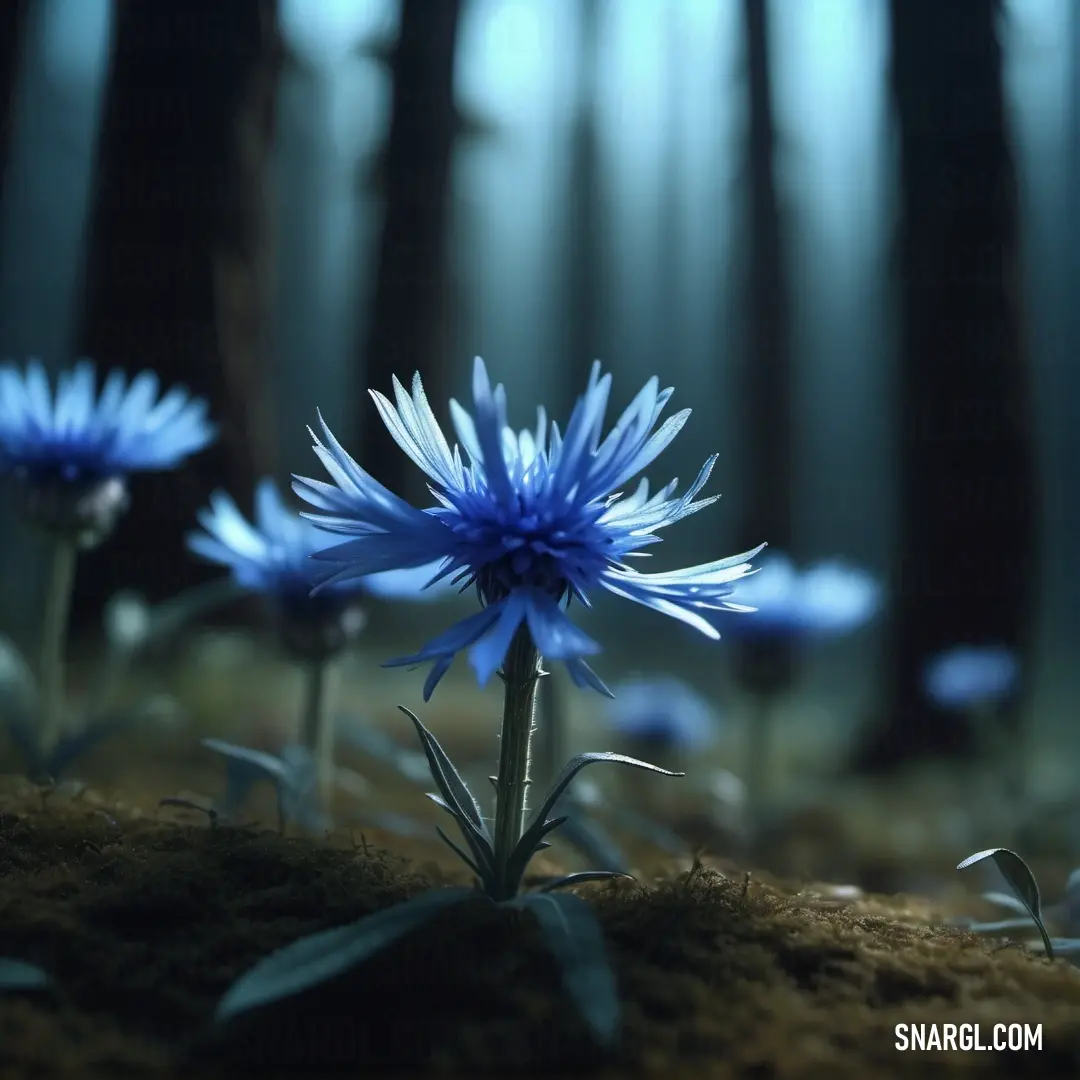 Group of blue flowers on top of a dirt field in the woods with trees in the background. Color RGB 70,106,173.