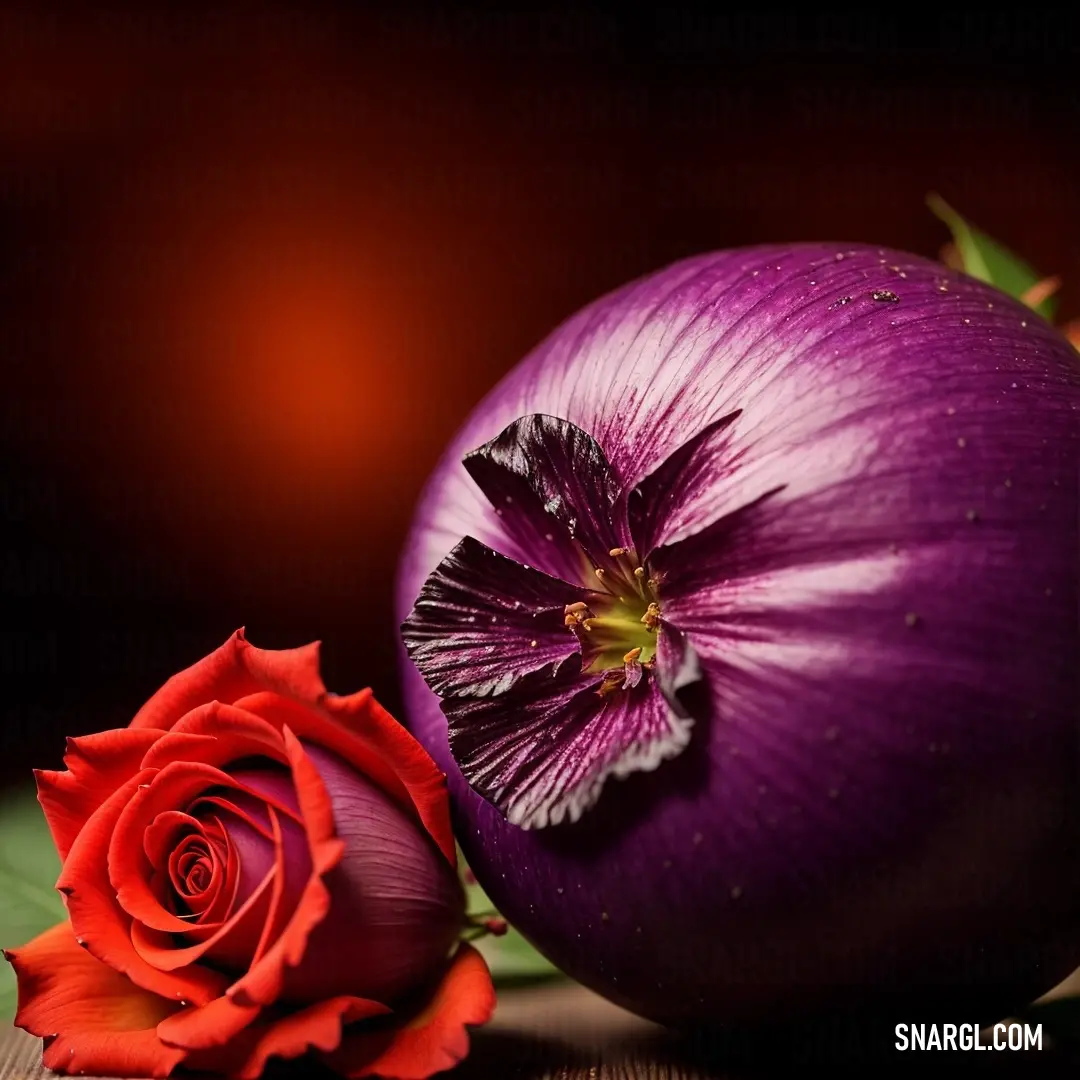 Purple flower and a red rose on a table top with a black background