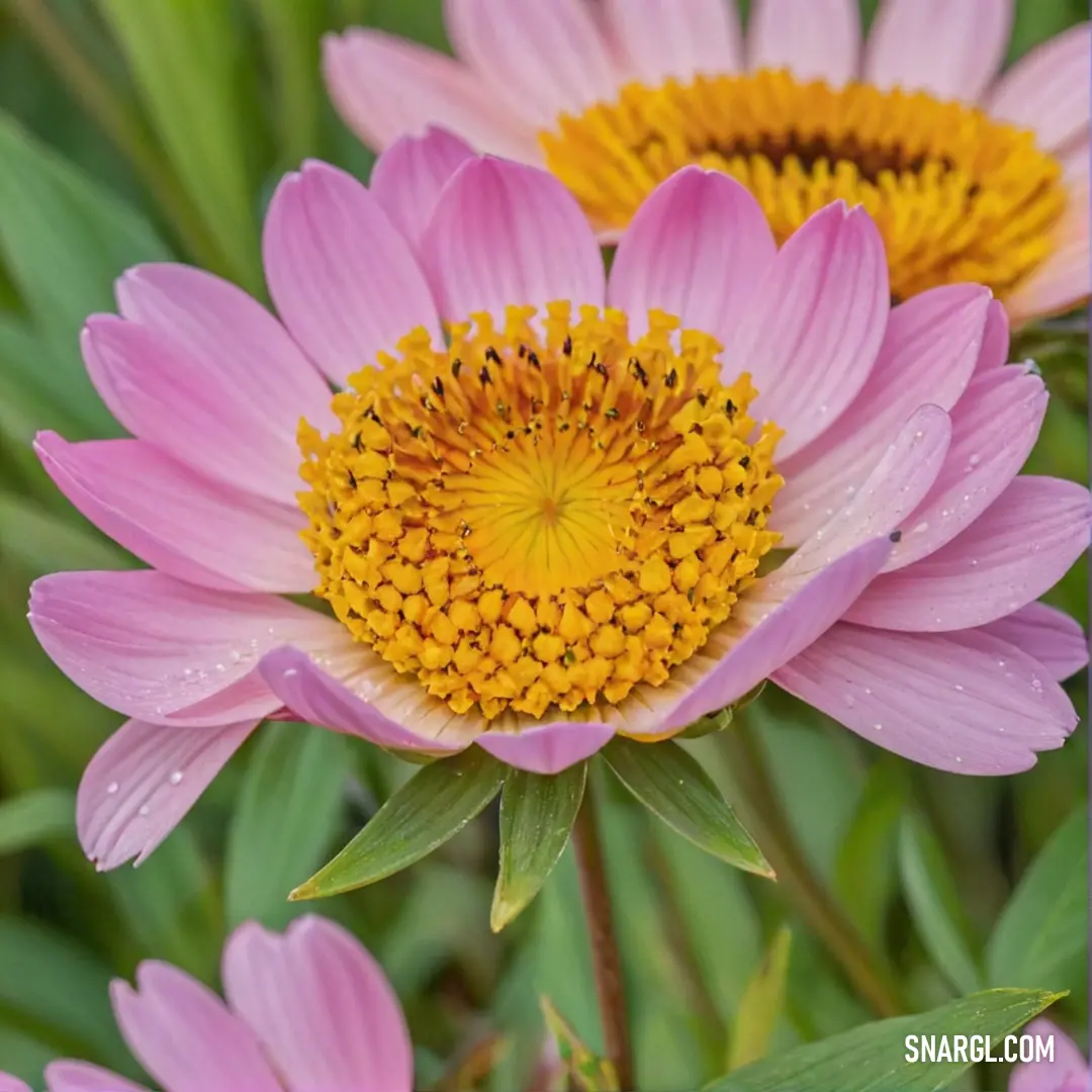 Close up of a pink flower with yellow center and green leaves in the background with water droplets on it