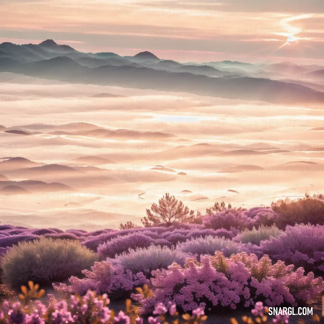 Field of flowers with a mountain in the background at sunset with a pink sky and clouds in the distance. Color CMYK 3,70,0,0.