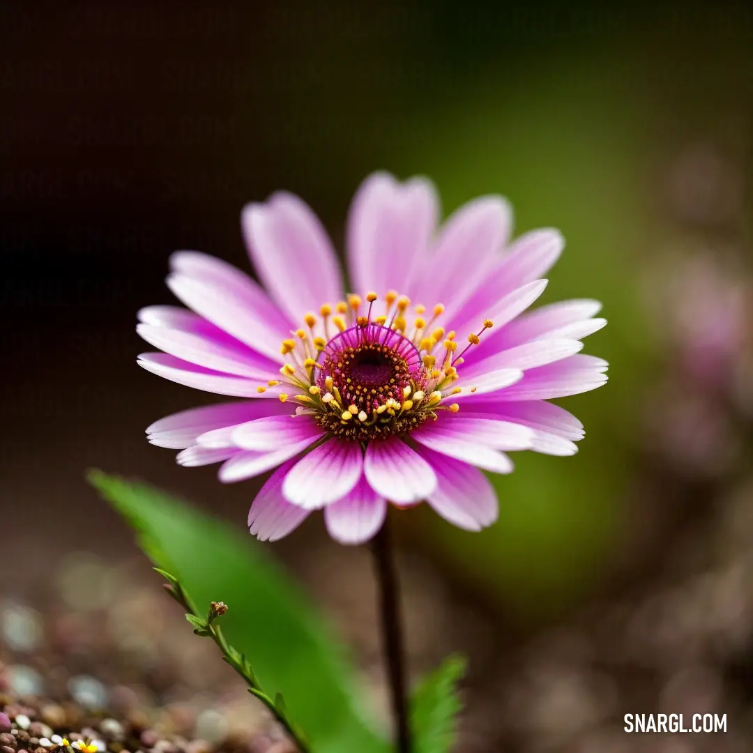 Pink flower with a green stem in the middle of it's petals