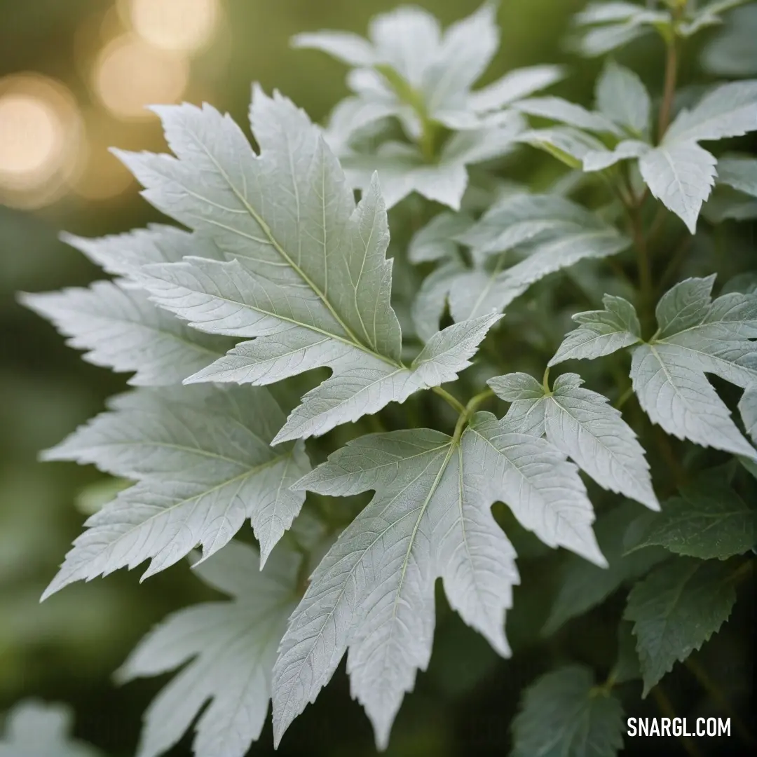 A close-up captures the intricate details of a green leaf gently resting on a tree branch, illuminated by radiant sunlight filtering through the canopy, showcasing nature's beauty with the lush PANTONE 2255 color.