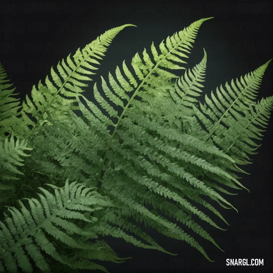 A fern leaf with intricate, feathery details is illuminated against a dark, contrasting background. The leaf's natural texture and vibrant green color stand out in the striking composition.