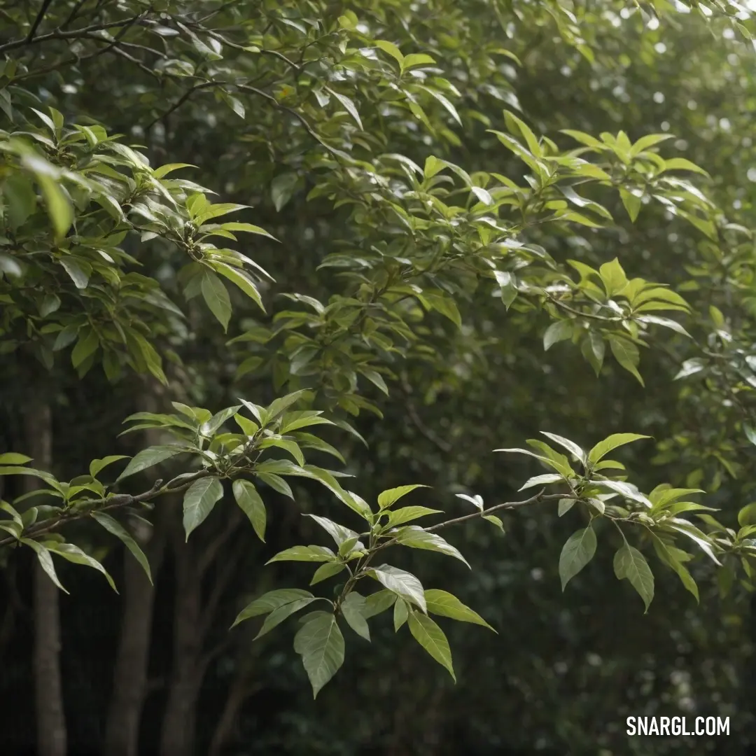 A magnificent tree bathed in sunlight, showcasing its lush green leaves against a softly blurred backdrop, capturing the essence of nature's beauty and tranquility under dappled sunlight.