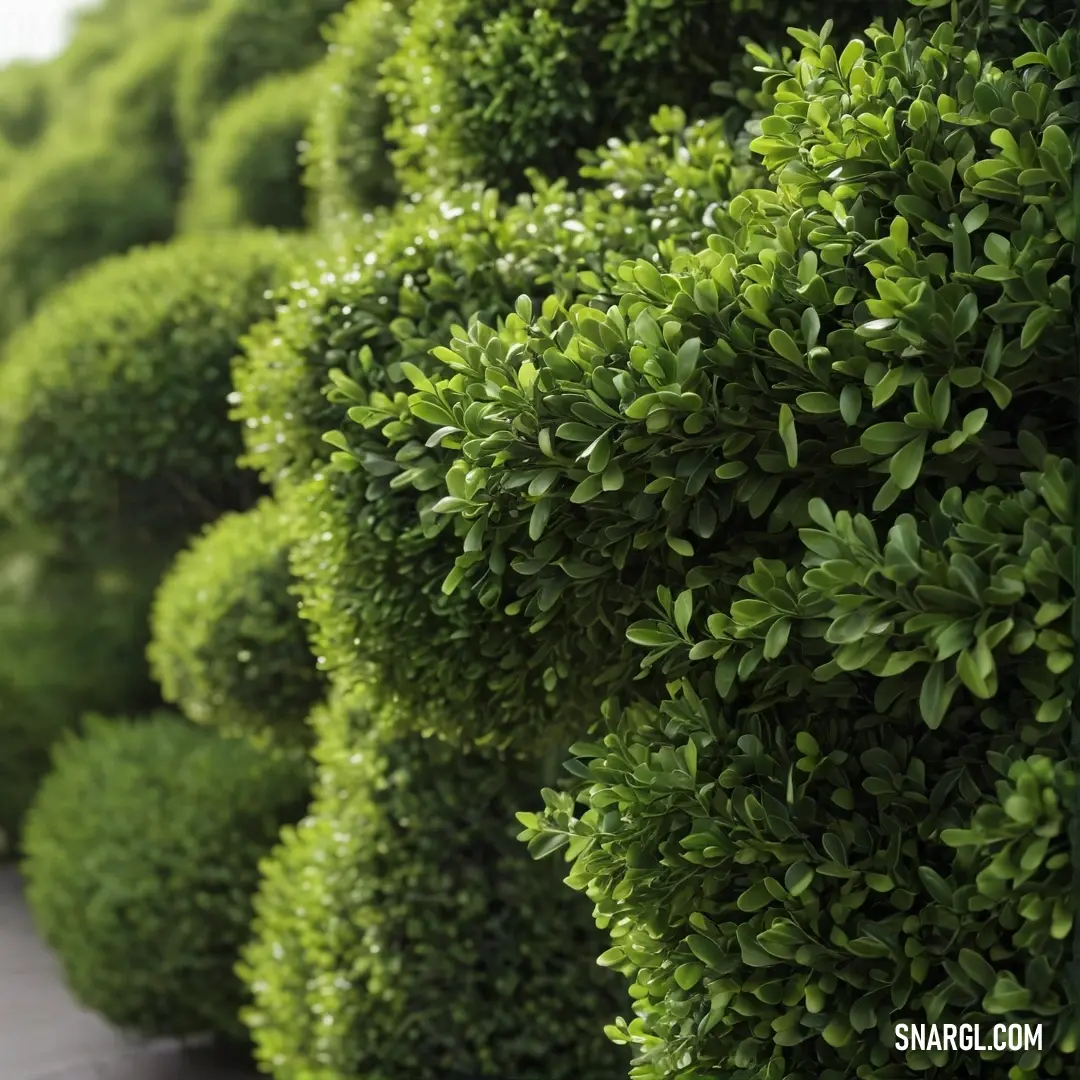 A picturesque row of vibrant green bushes lining a sidewalk, creating an inviting path alongside a charming bench, perfect for a moment of rest amidst a lush garden setting.