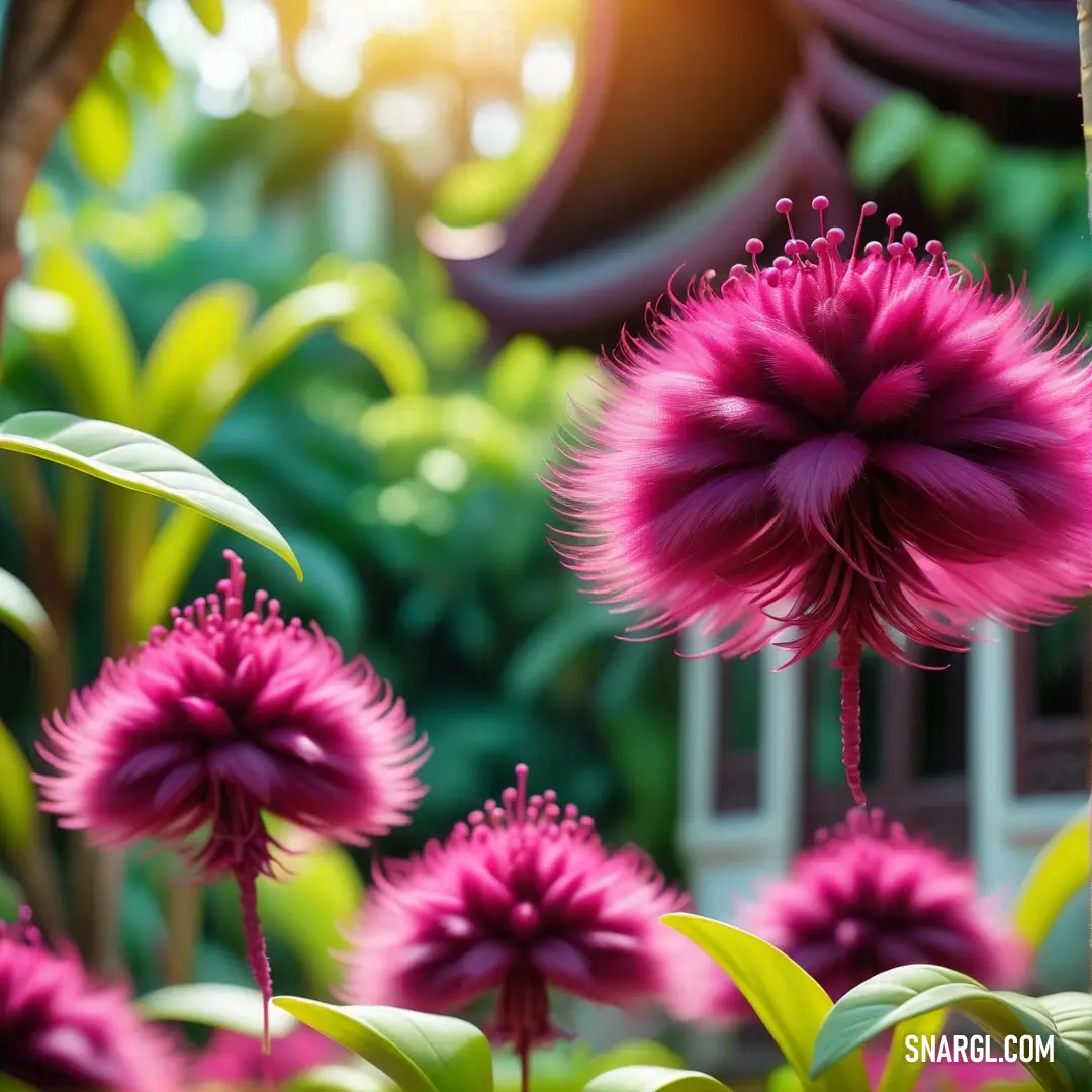 Bunch of pink flowers in a garden with green leaves and a building in the background. Color RGB 143,32,84.