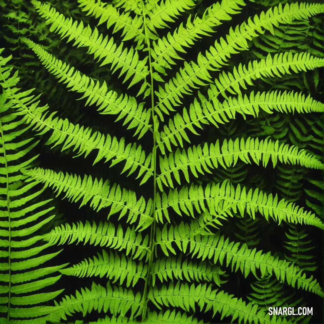 PANTONE 2293 color example: Close up of a fern leaf with green leaves on it's side and a black background