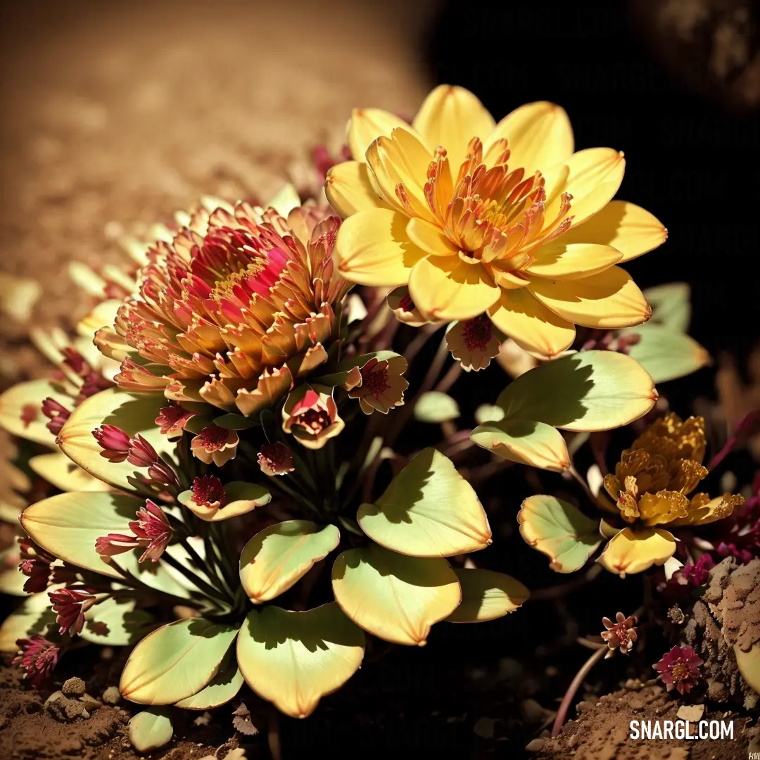 Close up of a flower on a rock near a dirt ground with rocks and plants in the background. Color PANTONE 2295.