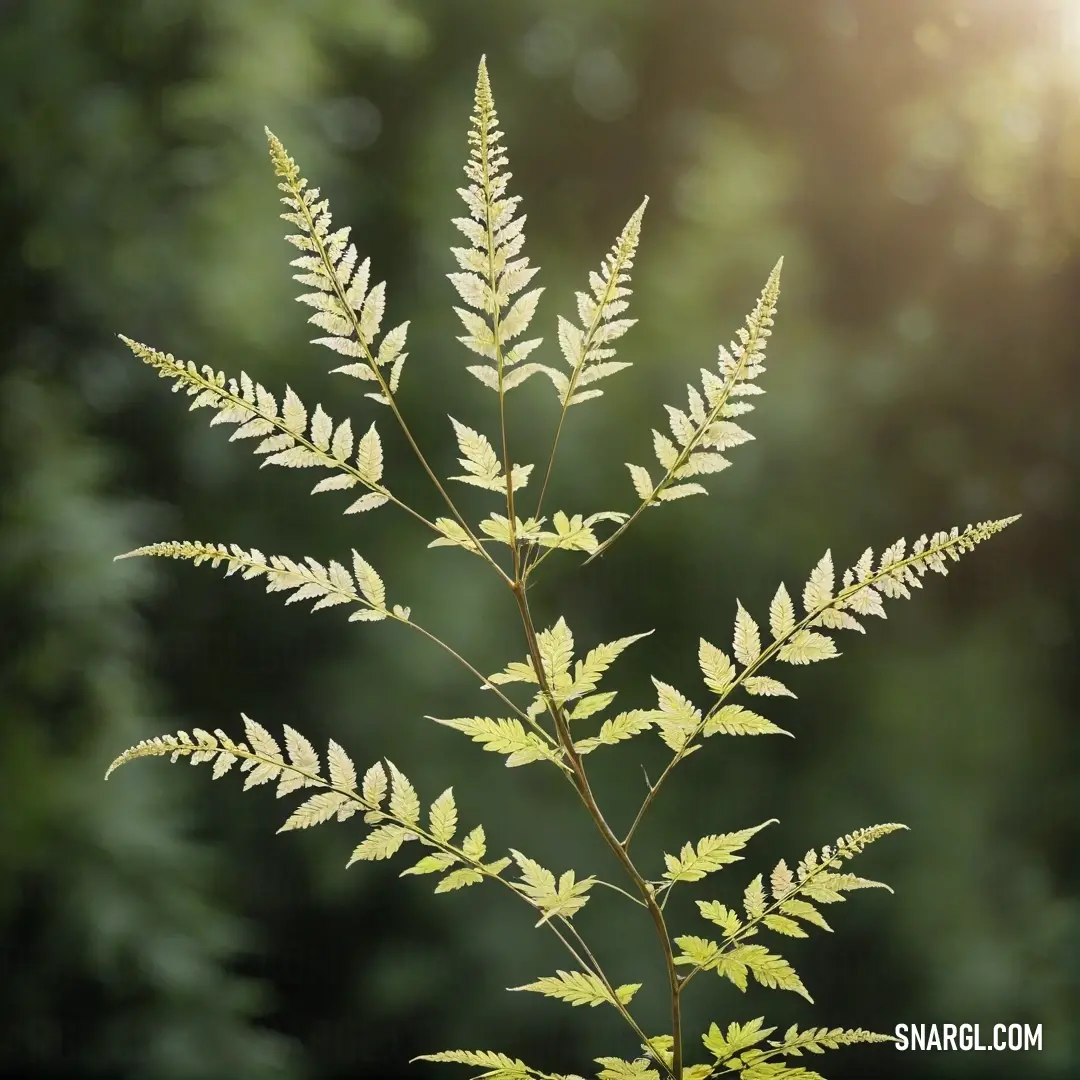 An up-close view of a plant, its orange leaves in focus while the soft, blurred background enhances the boldness of the PANTONE 2296 color. The plant’s vivid hue stands out against the gentle blur, bringing focus to its unique beauty.