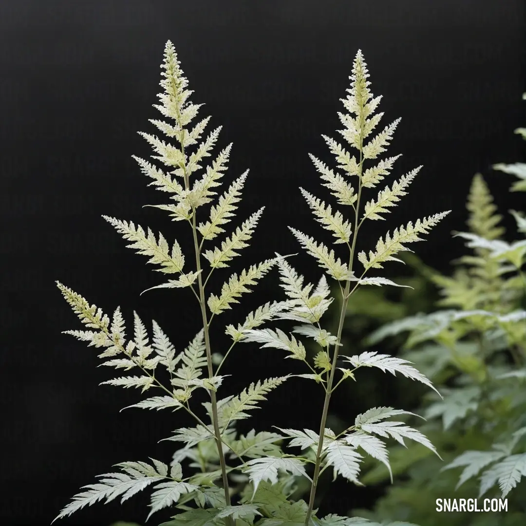 A close-up of a plant with delicate white flowers and lush green leaves. The vibrant green leaves contrast beautifully with the subtle details of the flowers, showcasing the rich tones of PANTONE 2296.