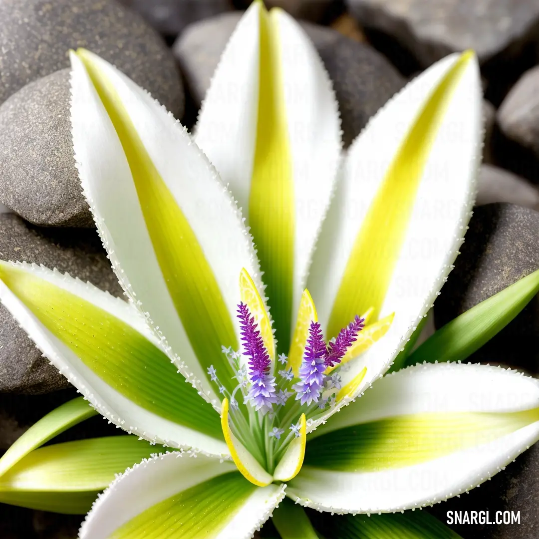 White and yellow flower on top of a pile of rocks and gravel next to a green leaf. Color CMYK 17,0,54,0.