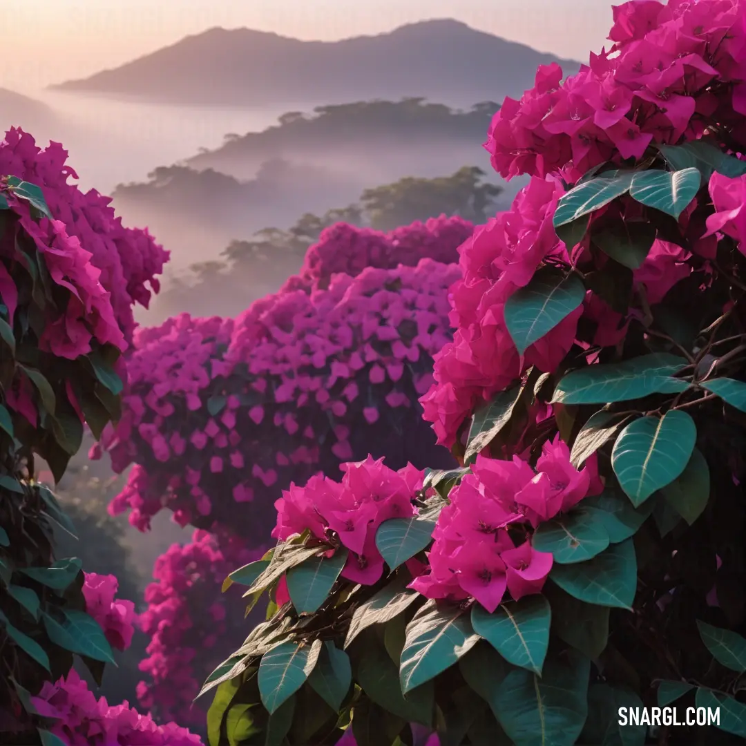 Pink flowered bush with mountains in the background. Color PANTONE 234.