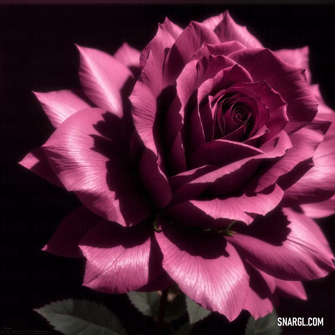 Pink rose with a dark background is shown in this image. Example of RGB 186,83,144 color.