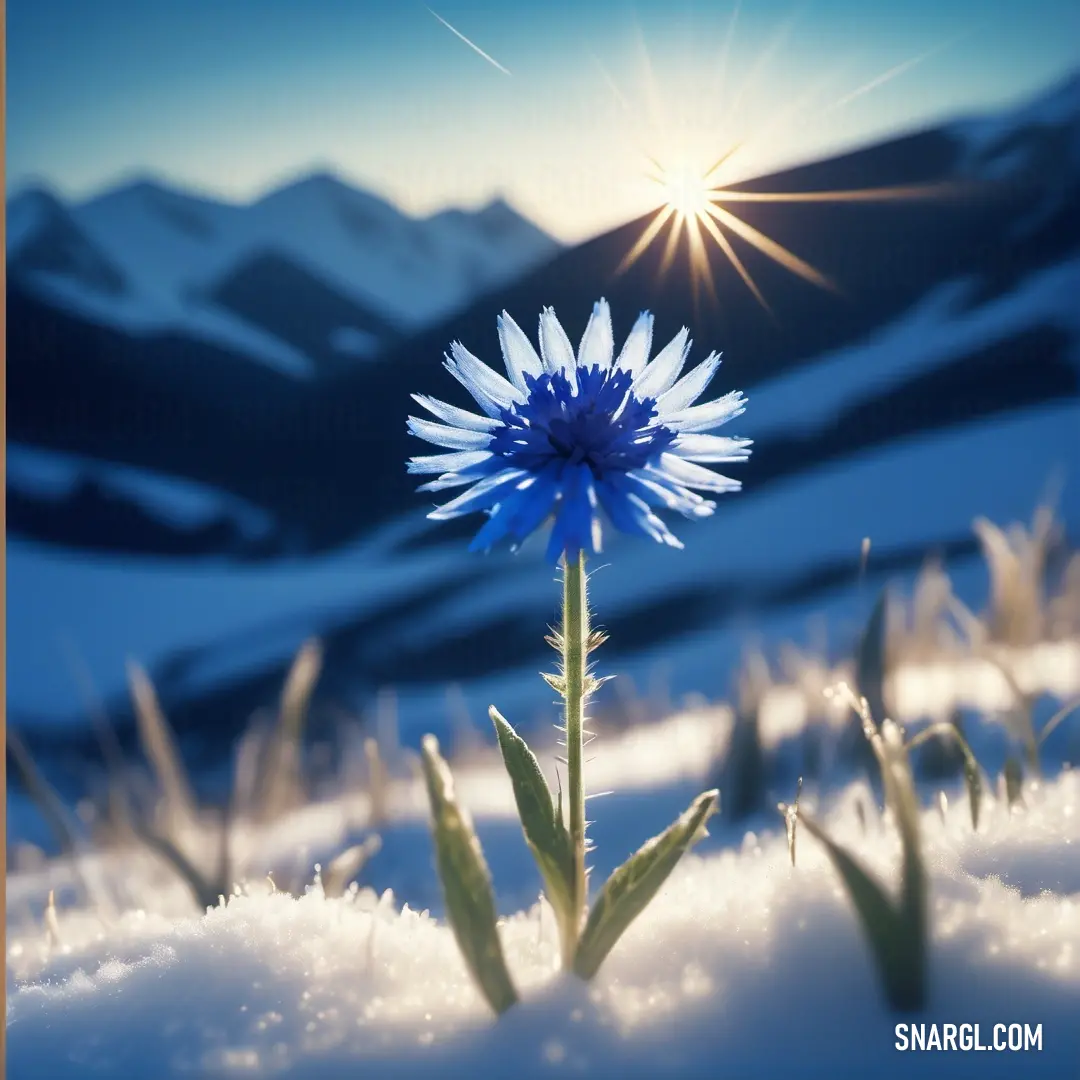 PANTONE 2388 color example: Blue flower is in the snow with a mountain in the background