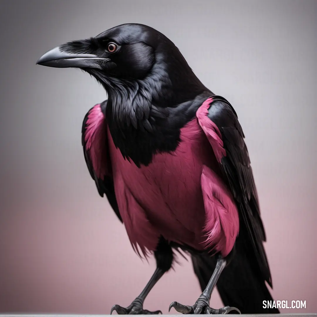 RGB 183,65,143. Black and pink bird on top of a table next to a pink wall and a gray background