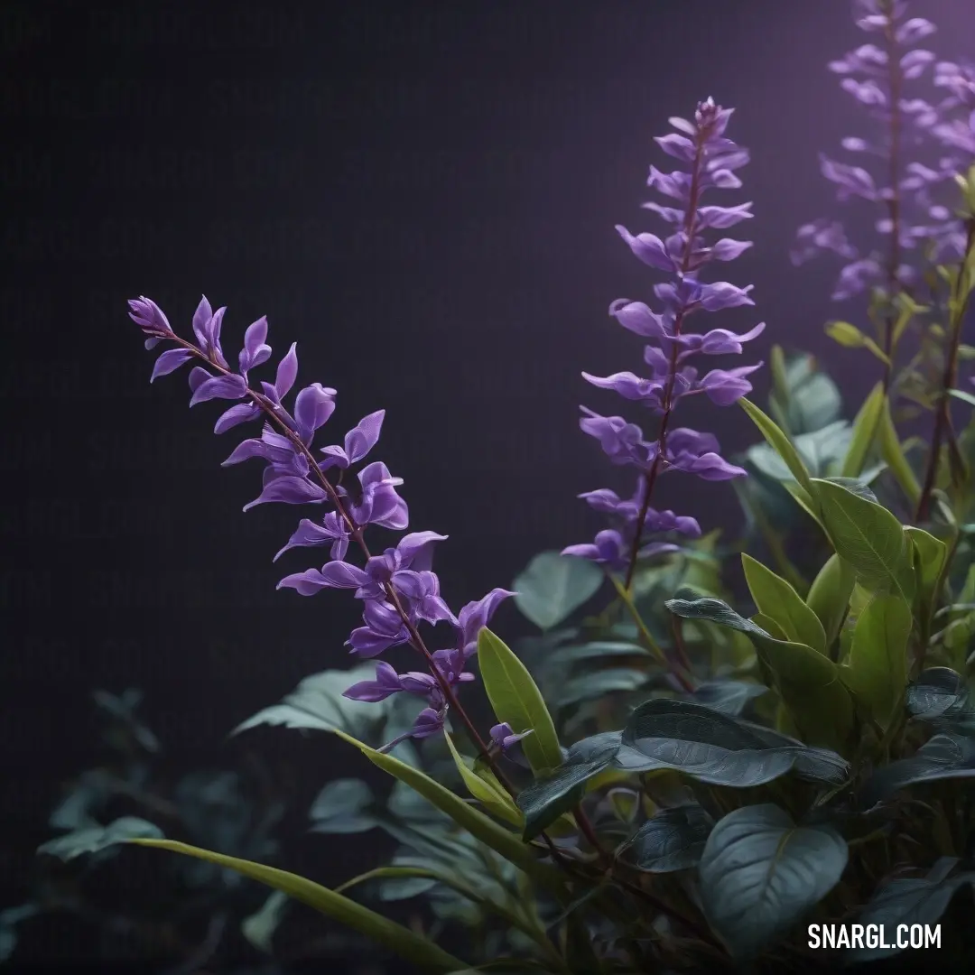 A bunch of purple flowers with lush green leaves blooms against a dark background, showcasing the vibrant color palette of RGB 129, 37, 92, bringing a sense of freshness and vitality to the scene.