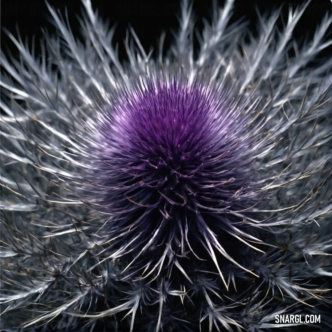 A striking close-up of a vibrant purple flower adorned with delicate white tips, artfully displayed against a bold black background that enhances its vivid colors and intricate details.