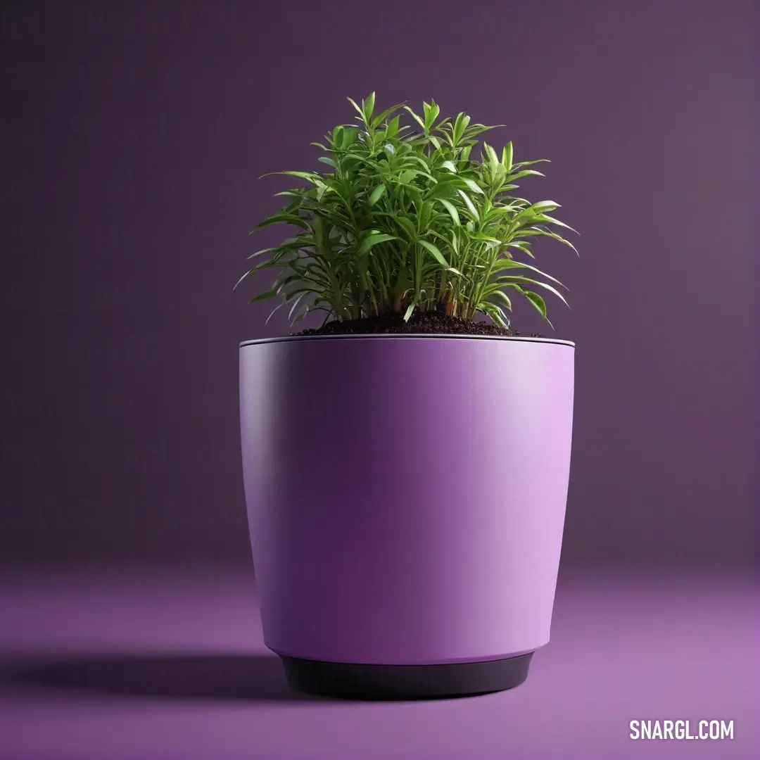 A charming plant nestled inside a vibrant purple pot, set against an equally vibrant purple background, creating a harmonious and lively display that brings a burst of color and freshness into any space.