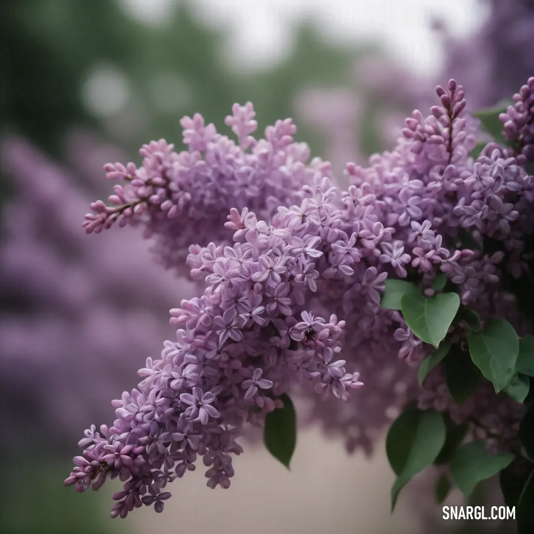 Close up of a bunch of purple flowers on a tree branch with green leaves on it and a blurry background. Example of CMYK 29,55,0,0 color.