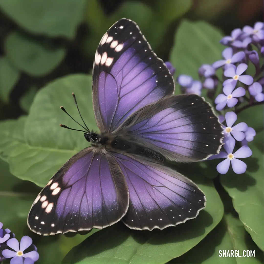 #845FA1 color example: Purple butterfly on a purple flower with green leaves and purple flowers in the background