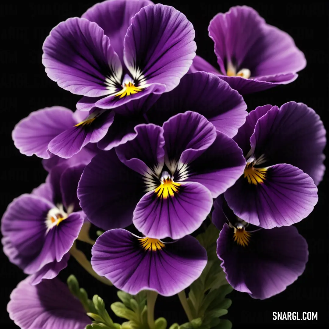 Bunch of purple flowers with yellow centers on a black background. Color CMYK 80,99,0,0.