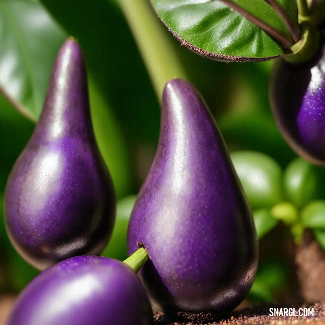 Group of purple eggplant plants with green leaves in the background. Color #5B2E7E.