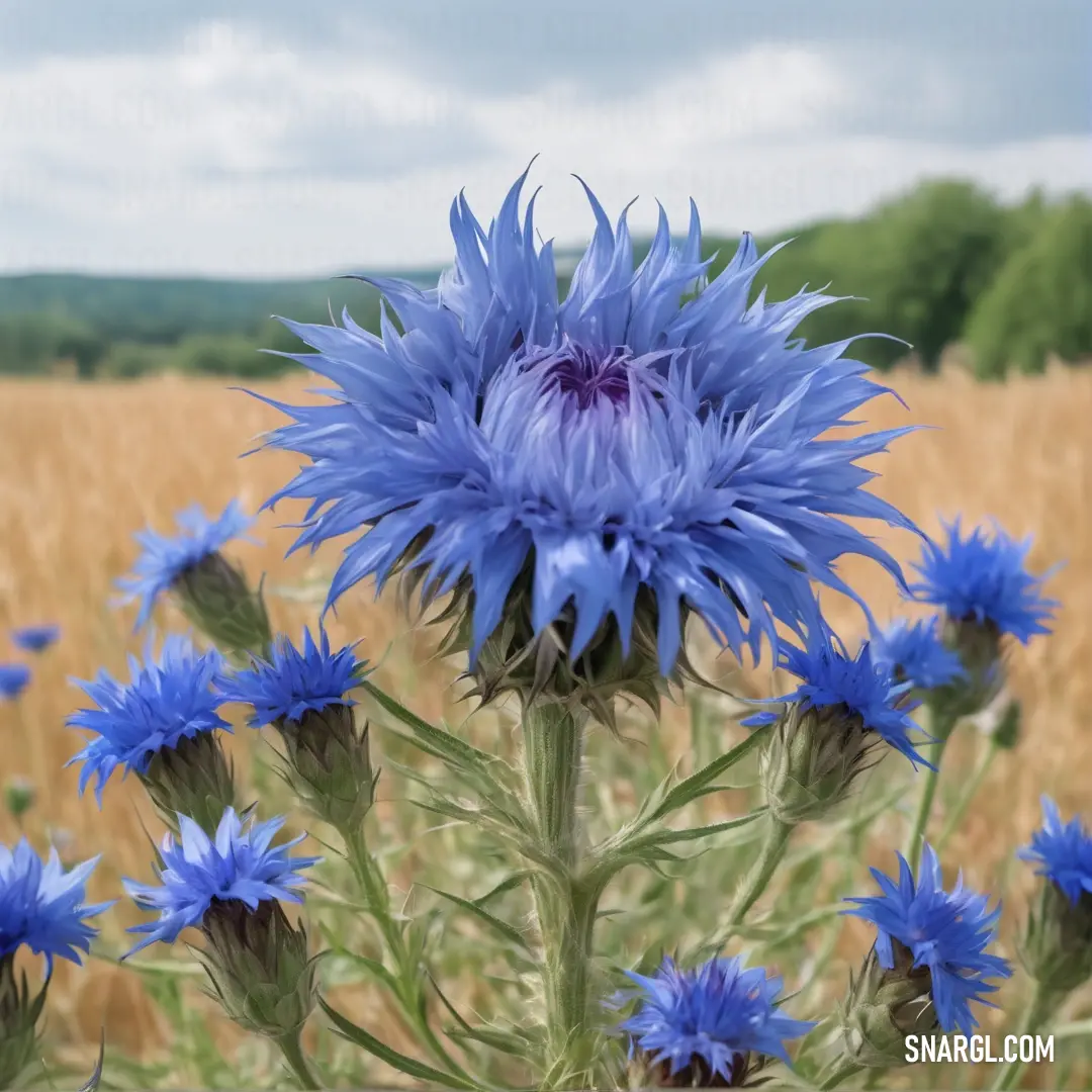 Blue flower in a field of wheat with a sky background. Color #4061A6.