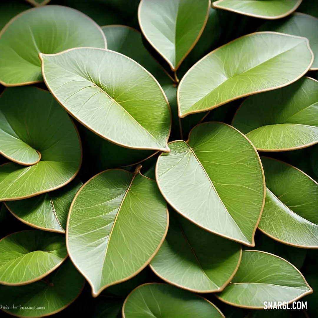 Close up of a green plant with leaves on it's stems and a green background. Color #6A9529.