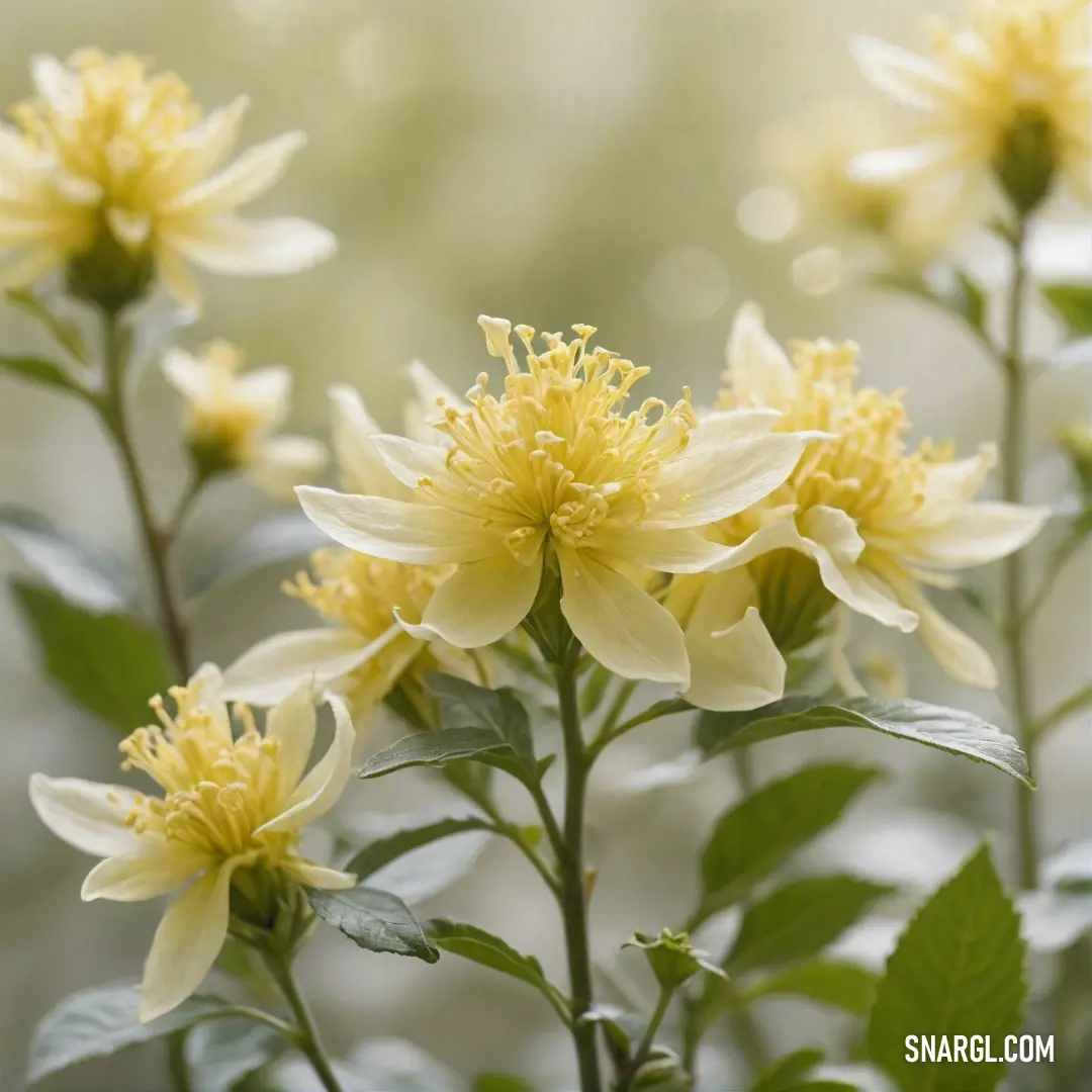 A stunning cluster of yellow flowers with lush green leaves blooms vibrantly against a soft, blurry background. The delicate petals embody the essence of spring, infusing the air with freshness and color that attracts the warm sun.