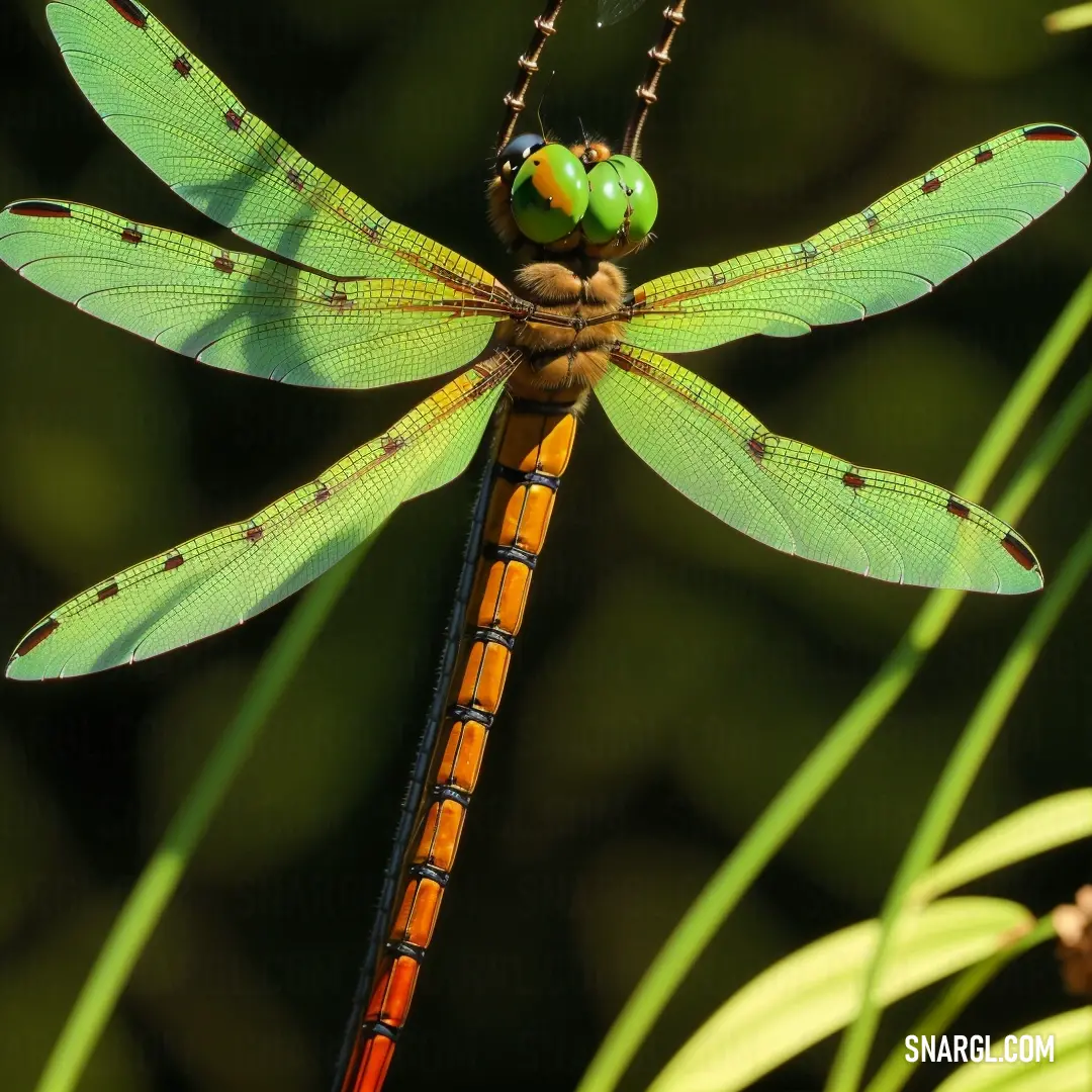 Dragonfly on top of a green plant with a green eye on it's head and wings. Color RGB 169,200,51.