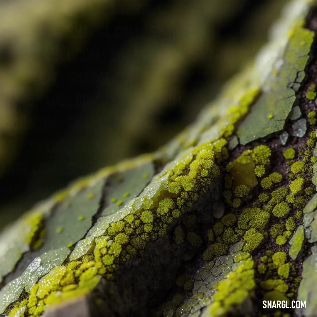 A close-up view of a tree trunk, its rough bark covered in lush green moss. Small brown substances cling to the surface, telling the story of nature’s quiet processes. The vibrant colors of the moss contrast with the earthy tones of the bark.