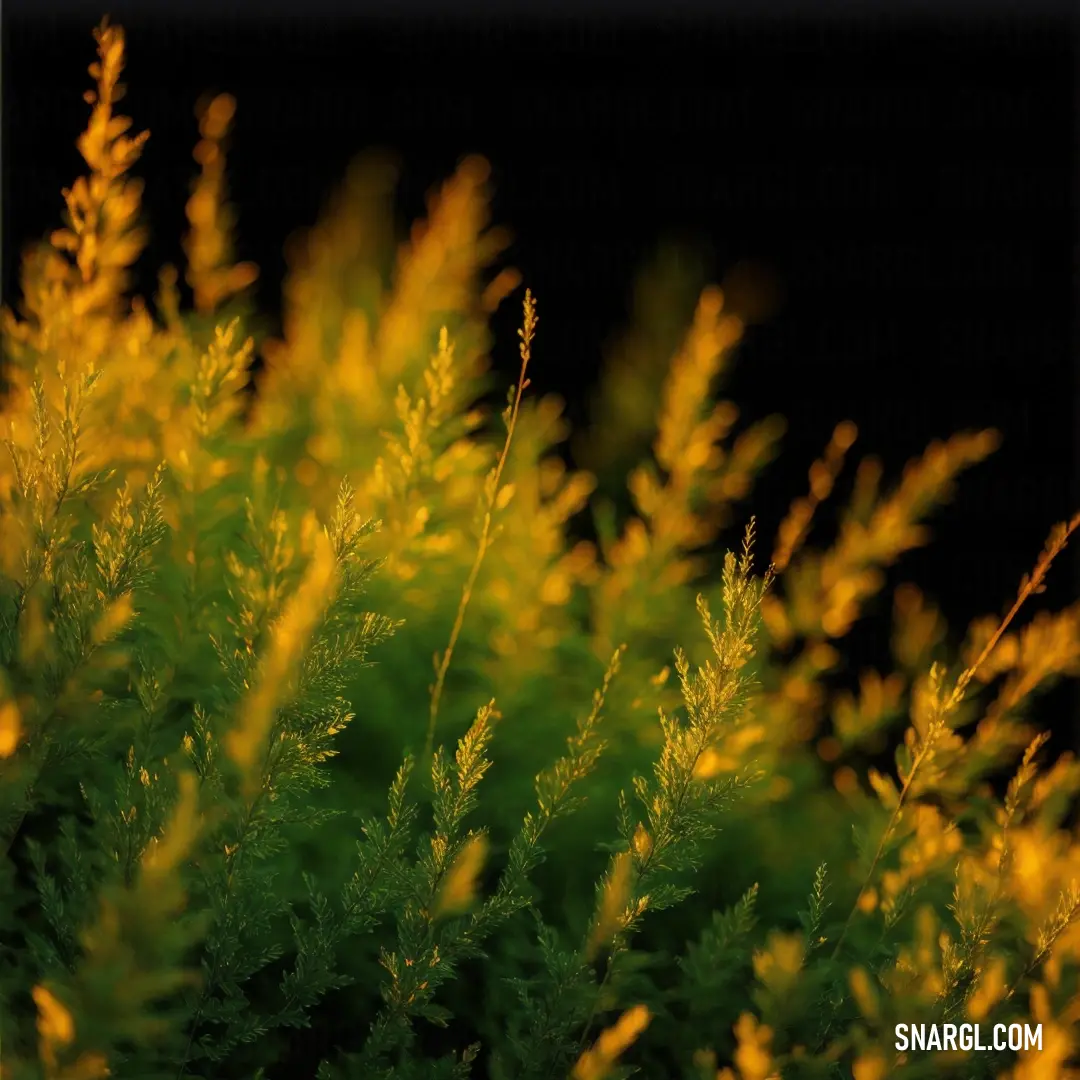 PANTONE 384 color example: Close up of a plant with yellow leaves on it's stems and a black background