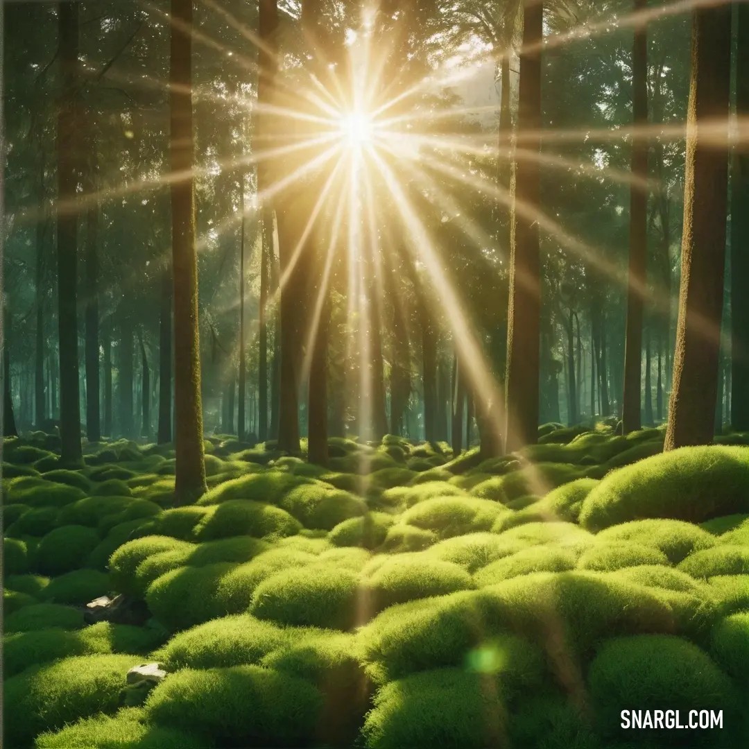 Sunbeam shines through the trees in a forest filled with mossy plants and rocks. Color PANTONE 384.