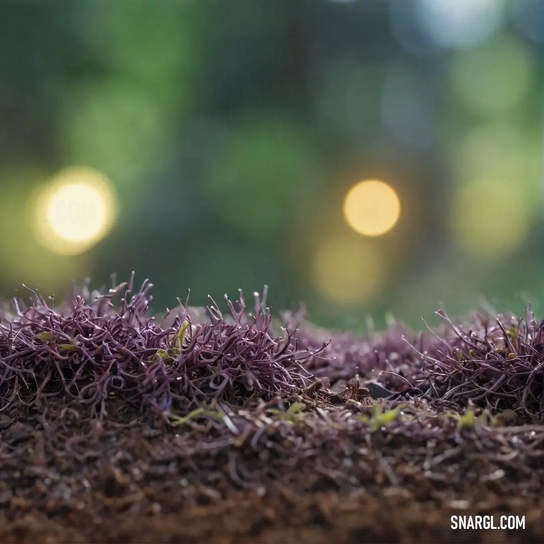 A captivating close-up of a vibrant purple plant set against a beautifully blurred background, showcasing the delightful PANTONE 386 color. The earthy tones create a serene and tranquil feel.