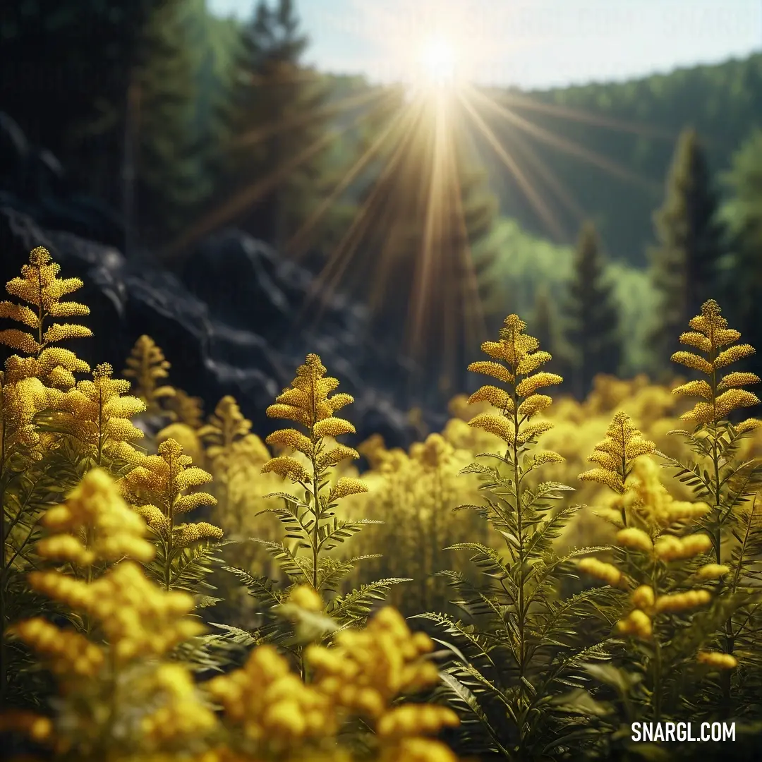 PANTONE 388 color example: Field of yellow flowers with the sun shining through the trees in the background