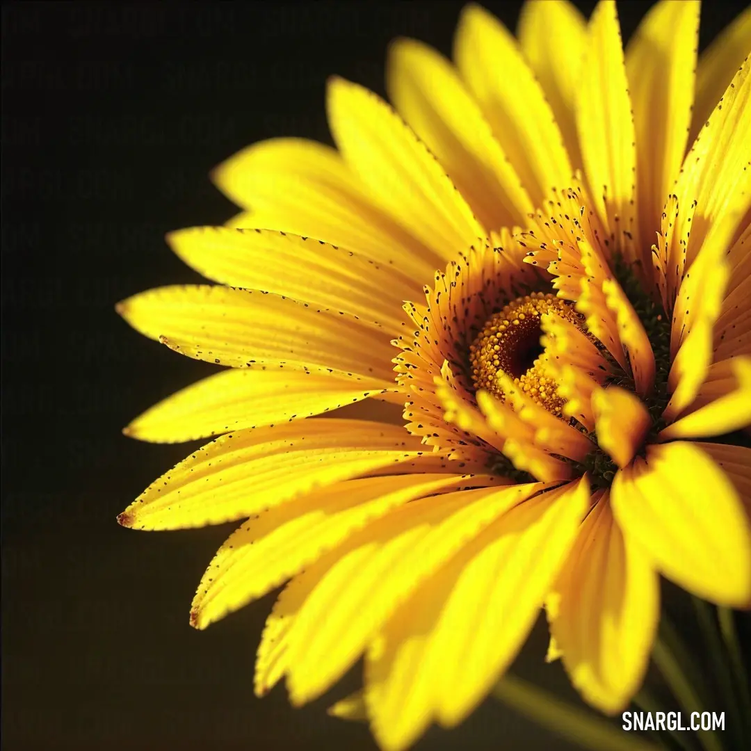 Yellow flower with water droplets on it's petals and a black background. Color CMYK 10,0,95,0.