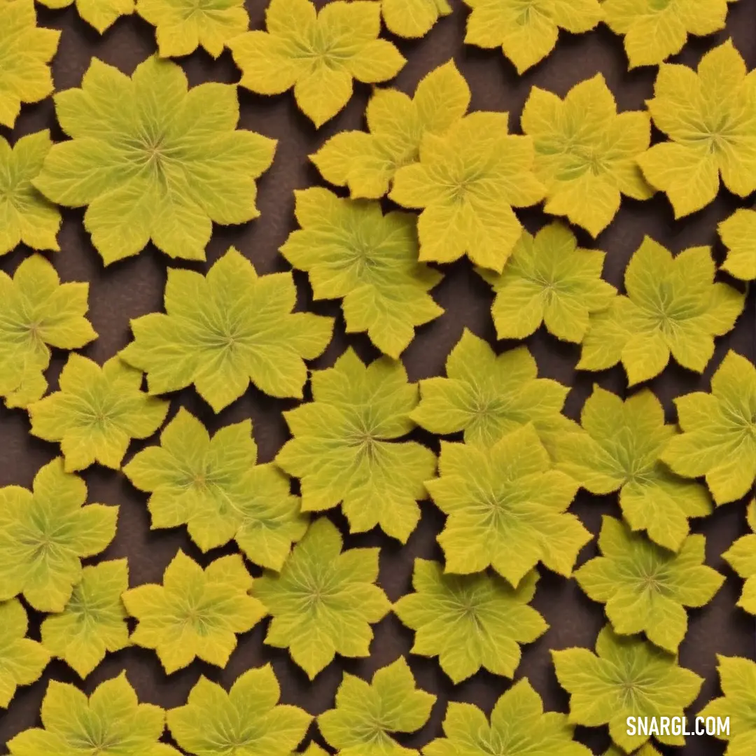 Bunch of yellow leaves on a black surface with a brown background. Example of CMYK 8,7,100,25 color.