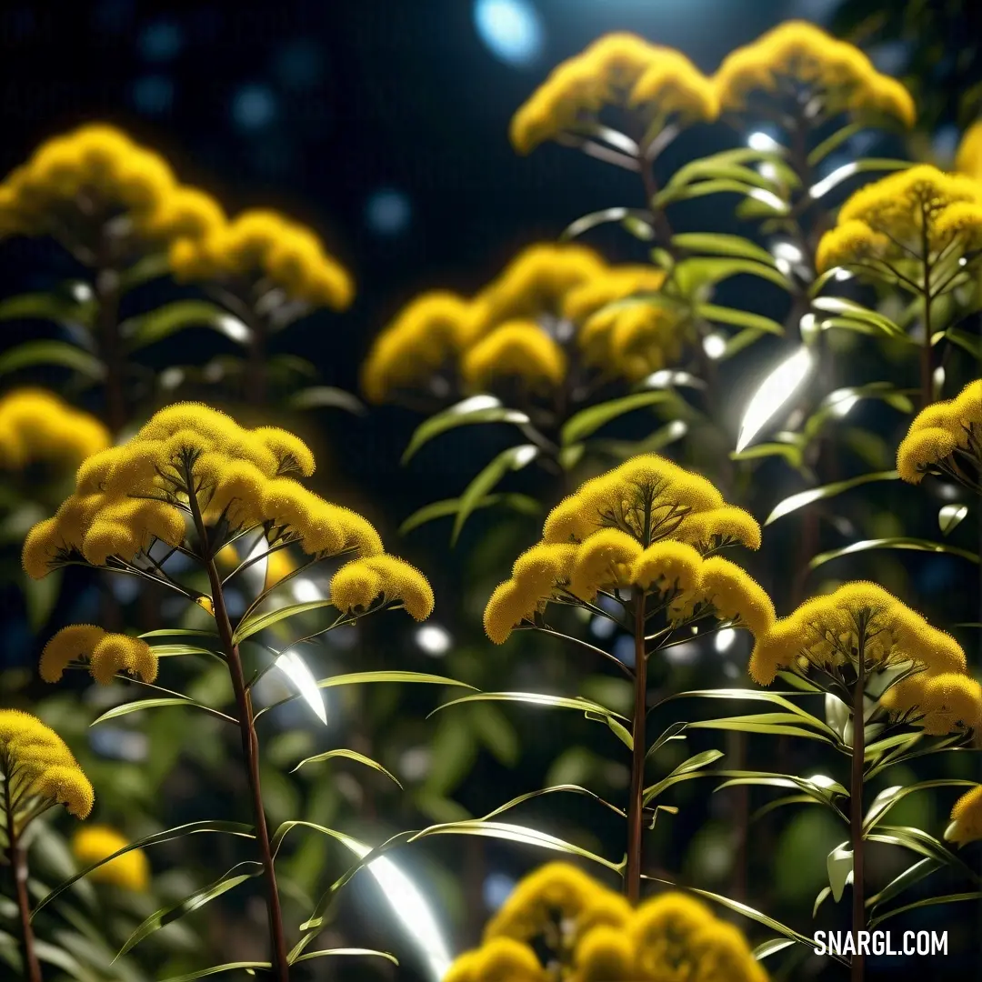 Bunch of yellow flowers in a field at night time with a bright light shining on them and a black background. Color PANTONE 398.