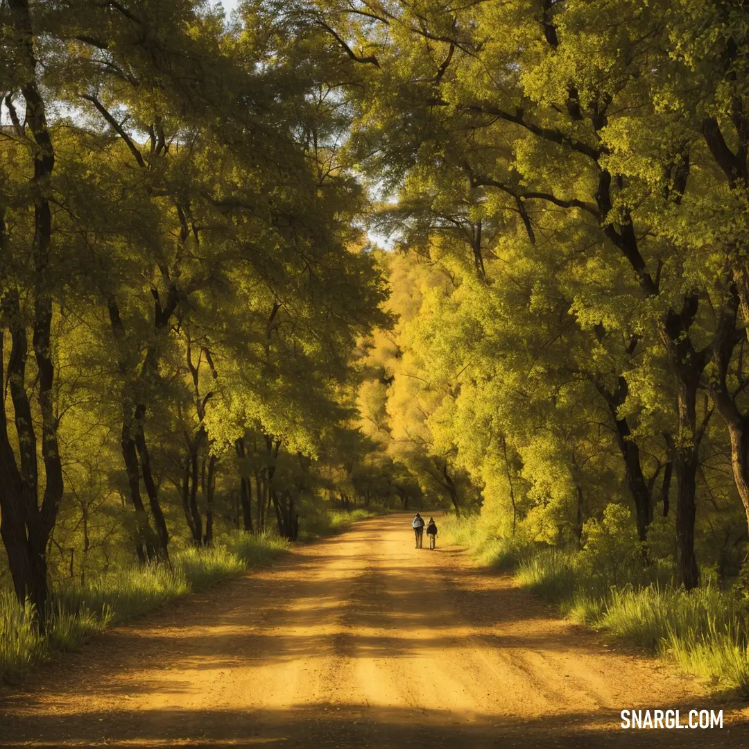 Two people walking down a dirt road in the woods with trees lining both sides of the road and a dirt road leading to the trees