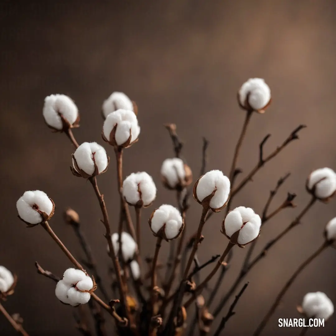 A stunning display of cotton flowers clustered together, intertwined with rustic brown stems. The soft white blooms radiate charm, creating an inspiring contrast that captures the essence of natural beauty and warmth.